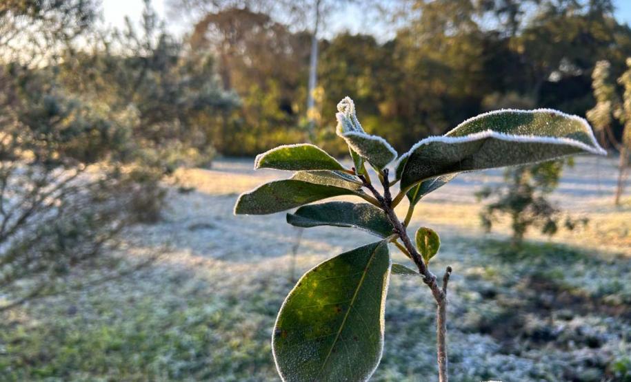 Foto de geada no Paraná