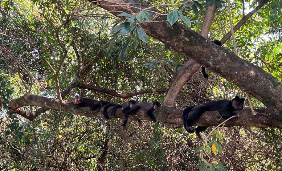 COMUNIDADED E MACACOS