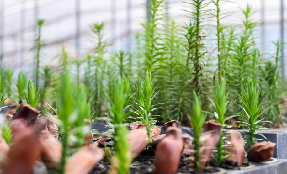 cenas do evento e de espécimes da flora
