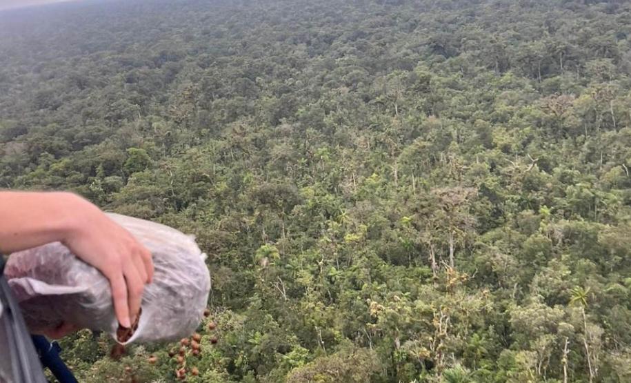 DISPERSÃO AÉREA DE SEMENTES