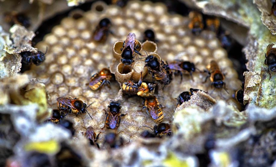 ABELHAS, MELIPONARIOS