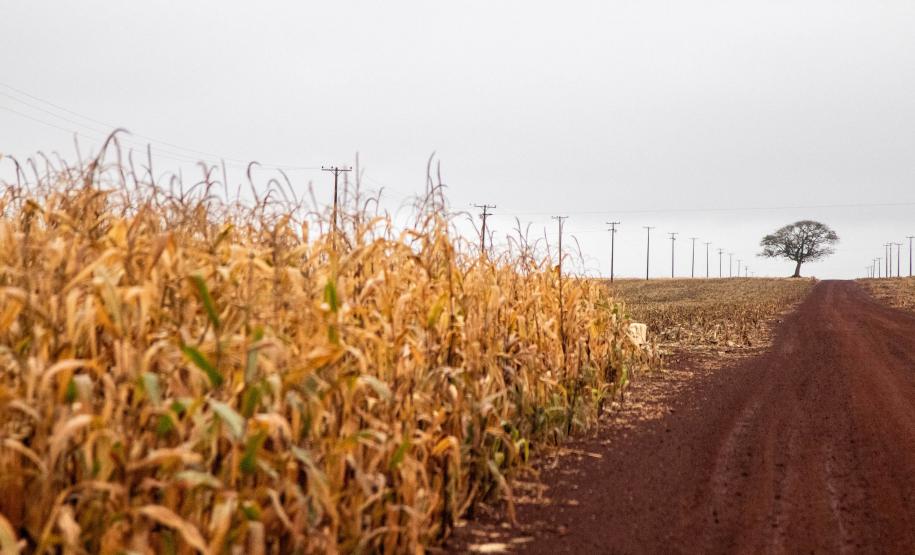 PAISAGENS E ELEMENTOS RURAIS