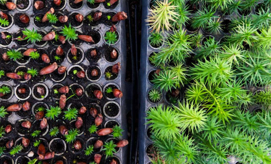 cenas do evento e de espécimes da flora