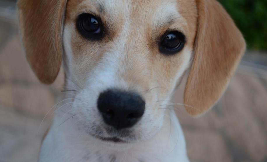 AÇÕES DO CASTRAPET