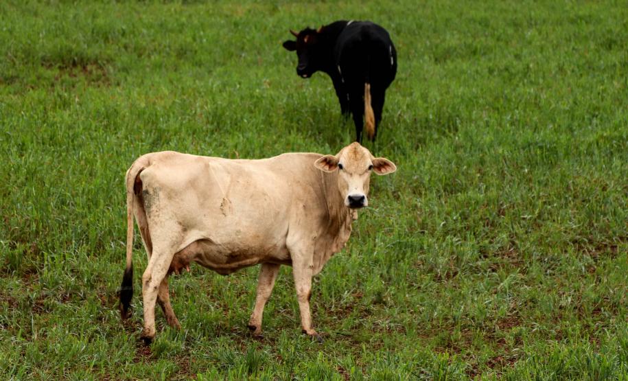 PAISAGENS E ELEMENTOS RURAIS