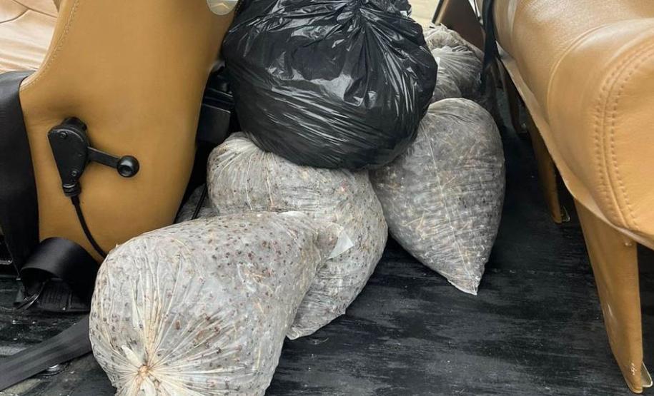 DISPERSÃO AÉREA DE SEMENTES