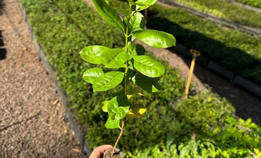 MÃO HUMANA SEGURANDO UMA MUDA DE PLANTA