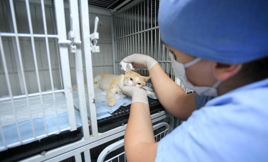 AÇÕES DO CASTRAPET