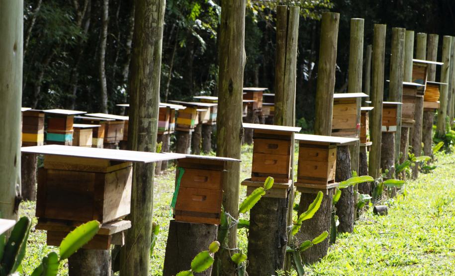 ABELHAS, MELIPONARIOS