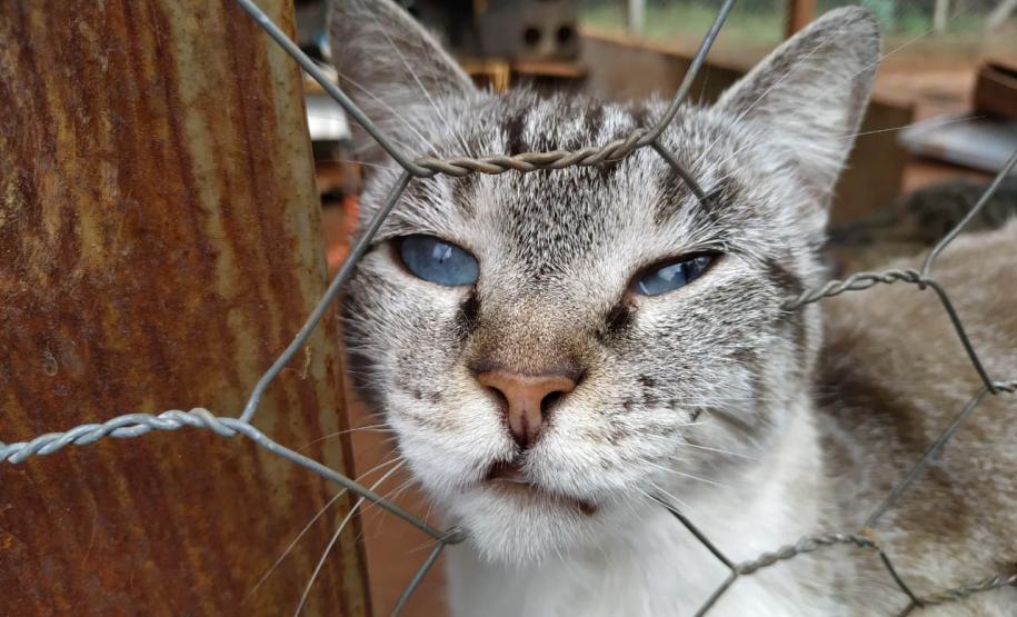 AÇÕES DO CASTRAPET