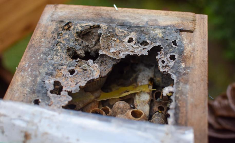 ABELHAS, MELIPONARIOS