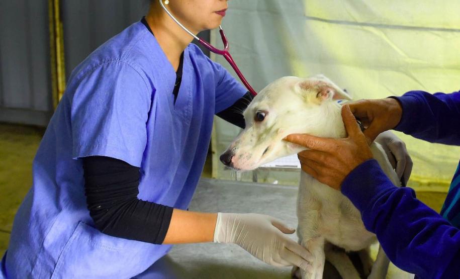 AÇÕES DO CASTRAPET