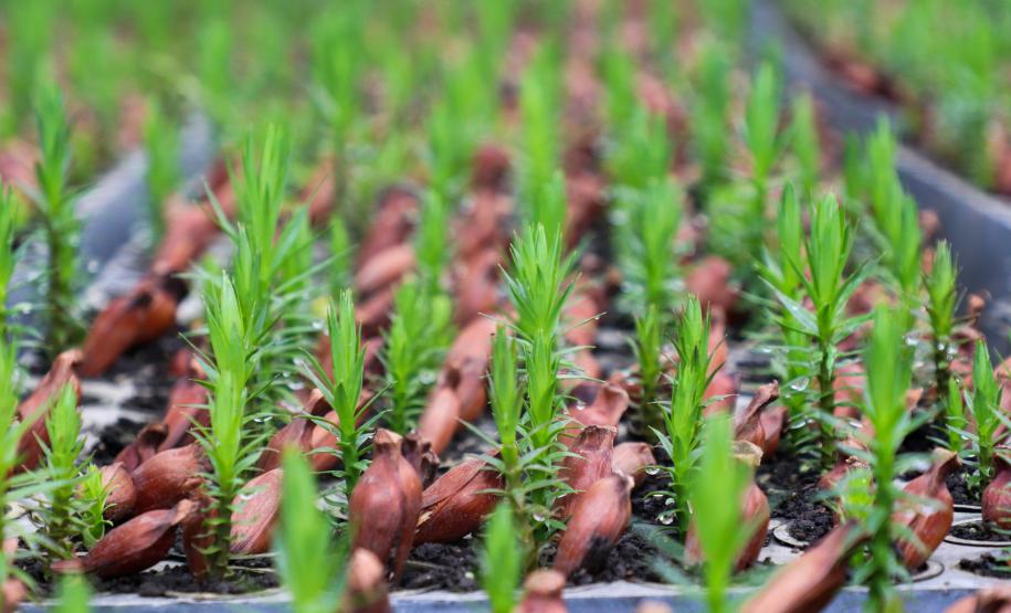 cenas do evento e de espécimes da flora