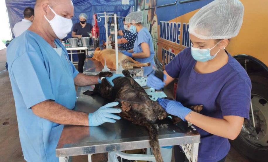 AÇÕES DO CASTRAPET