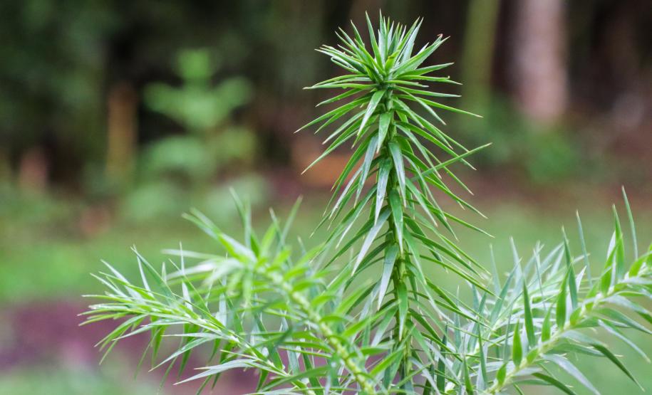 cenas do evento e de espécimes da flora