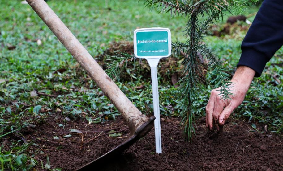 cenas do evento e de espécimes da flora