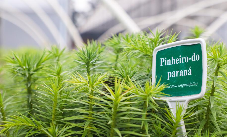 cenas do evento e de espécimes da flora