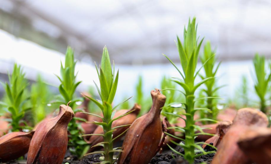 cenas do evento e de espécimes da flora
