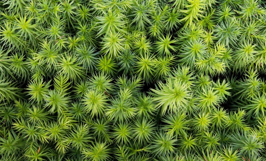 cenas do evento e de espécimes da flora