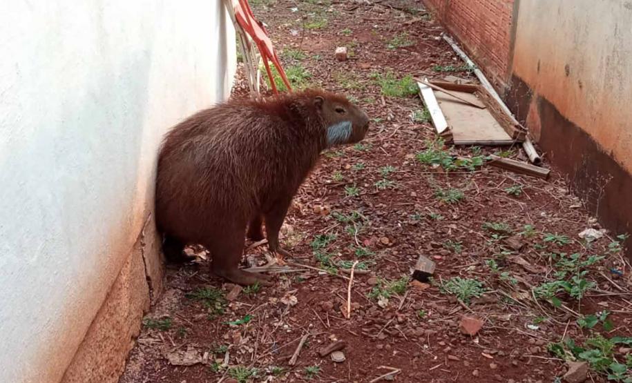 CAPIVARA DEVOLVIDA À NATUREZA