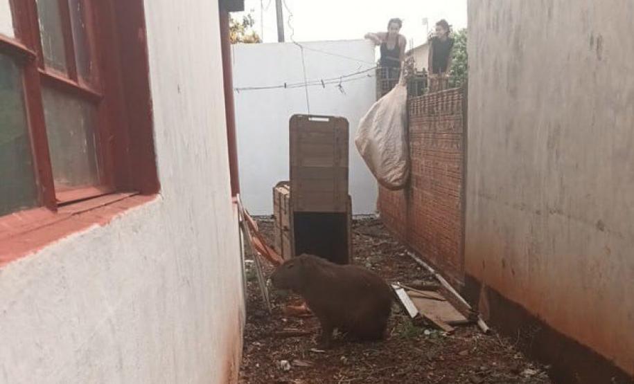 CAPIVARA DEVOLVIDA À NATUREZA