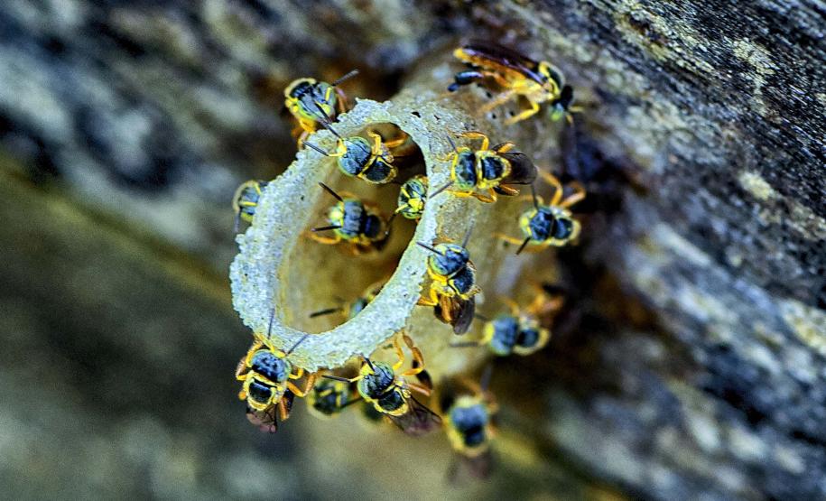 Foto de abelha jatai