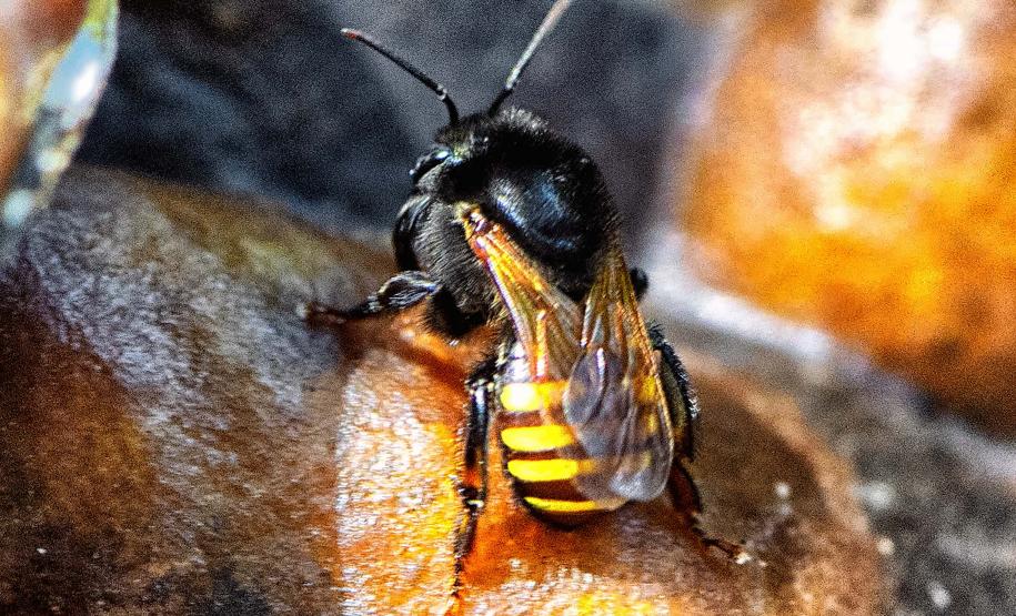 Foto de abelha mandacaia