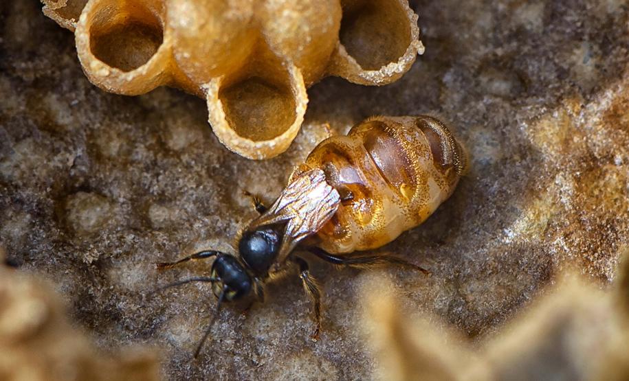 Foto de abelha manduri