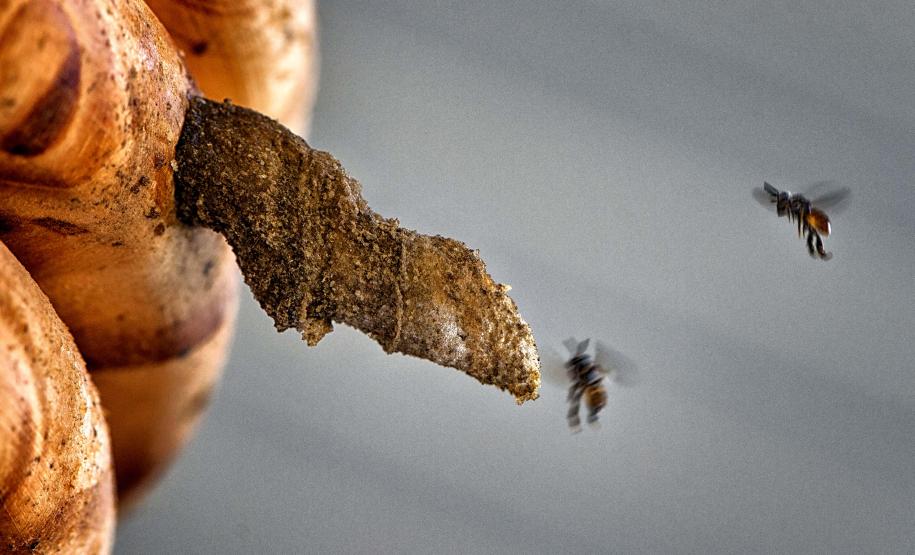 Foto de abelha mirim