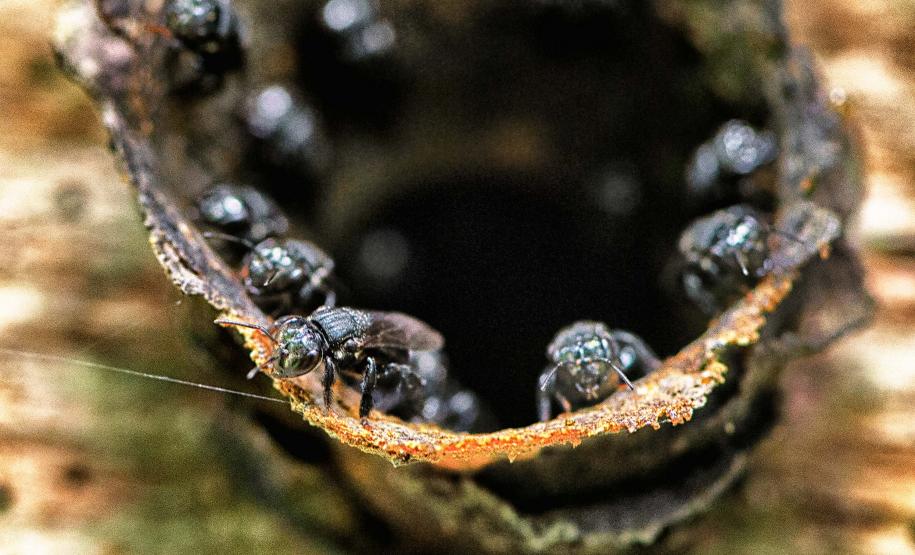 Foto de abelha Tubuna