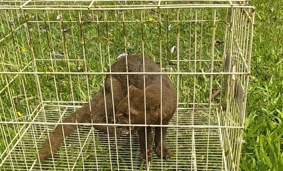 Foto do gato-mourisco resgatado