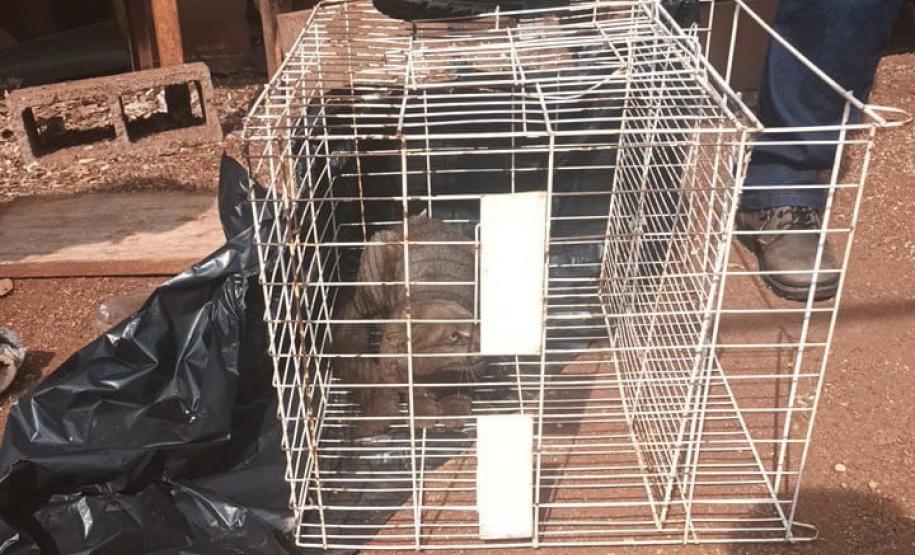 Foto do gato-mourisco resgatado