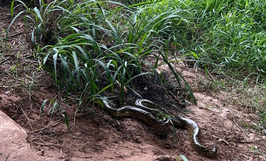 Foto de sucuri na natureza