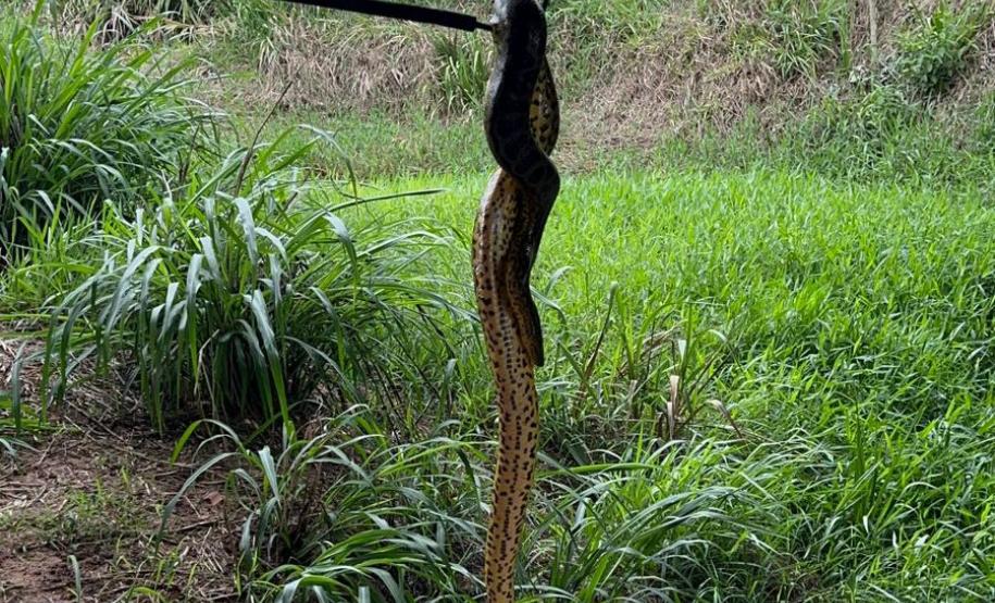 Foto de sucuri sendo devolvida á natureza