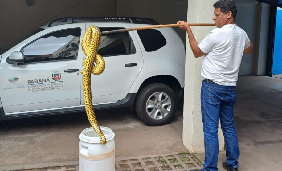 Foto de técnico colocando sucuri em balde para transporte