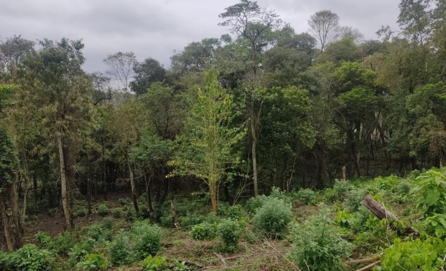 Foto de árvore ao redor de área desmatada