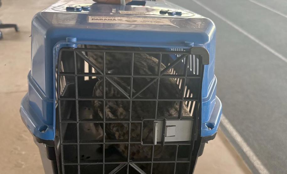 No mesmo dia, Instituto Água e Terra devolve gata-maracajá e coruja-orelhuda à natureza