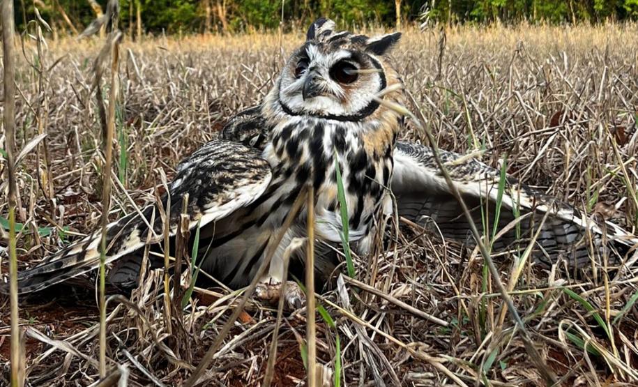 No mesmo dia, Instituto Água e Terra devolve gata-maracajá e coruja-orelhuda à natureza