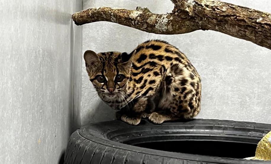 No mesmo dia, Instituto Água e Terra devolve gata-maracajá e coruja-orelhuda à natureza