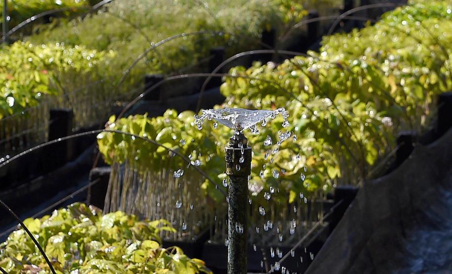 Foto de mudas em viveiro