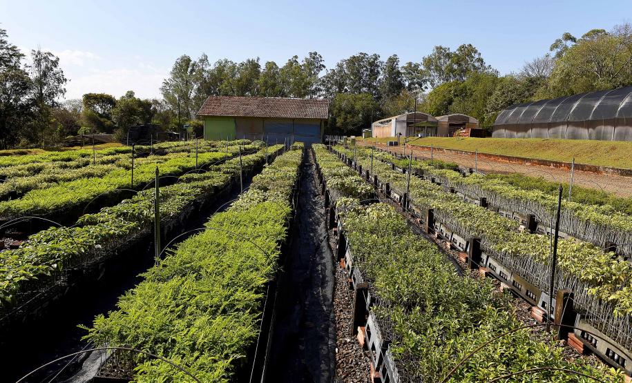 Foto de mudas em viveiro