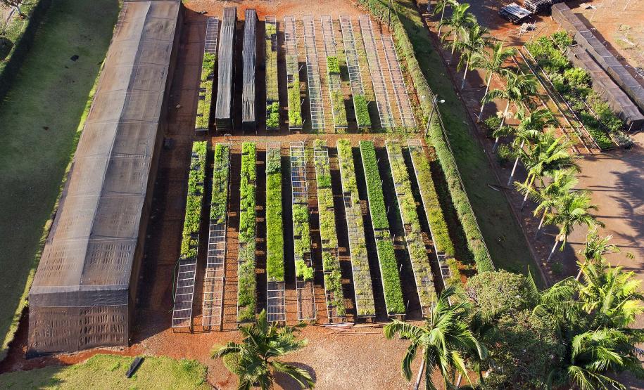 Foto de mudas em viveiro