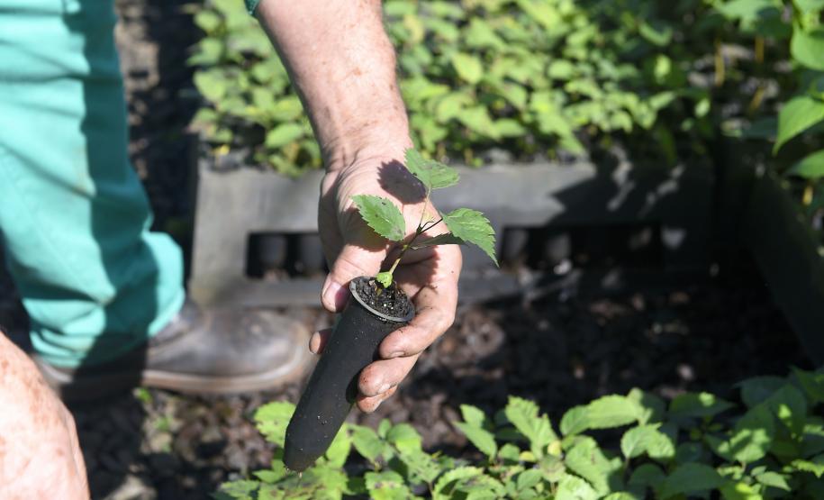 Foto de mudas em viveiro