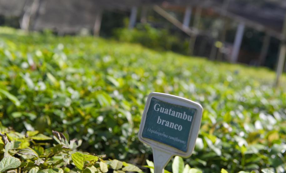 Foto de mudas em viveiro