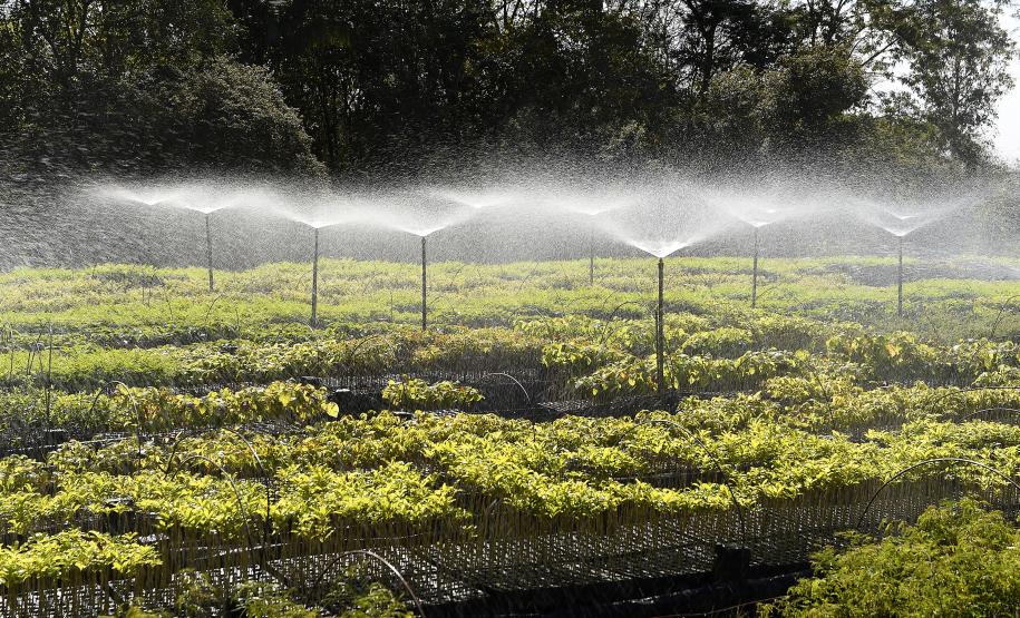 CAMPO E FRUTOS E VIVEIROS