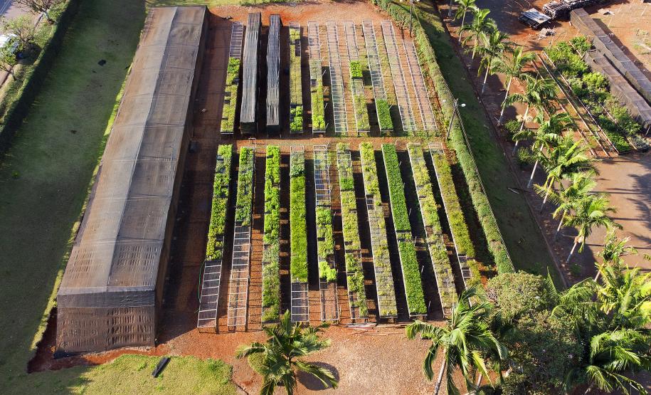 CAMPO E FRUTOS E VIVEIROS