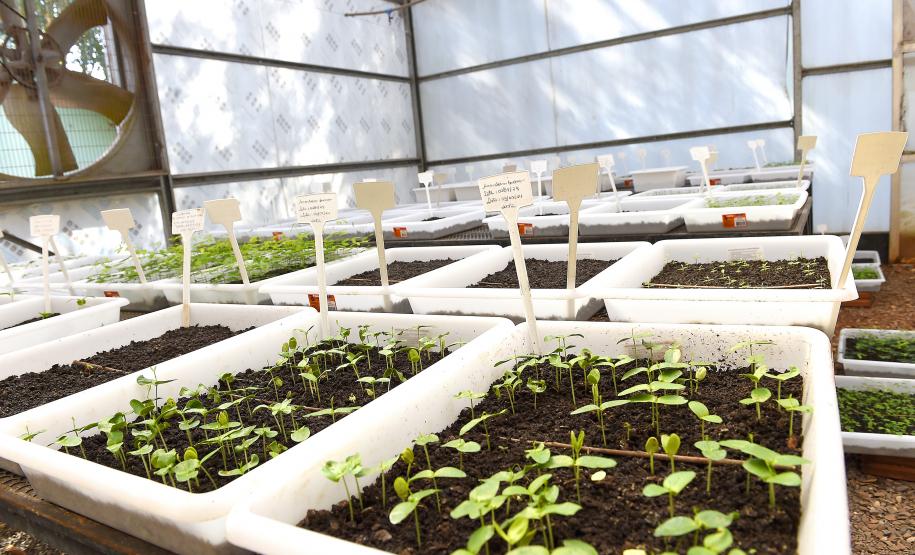 CAMPO E FRUTOS E VIVEIROS