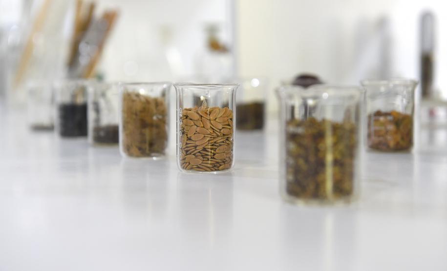 CAMPO E FRUTOS E VIVEIROS