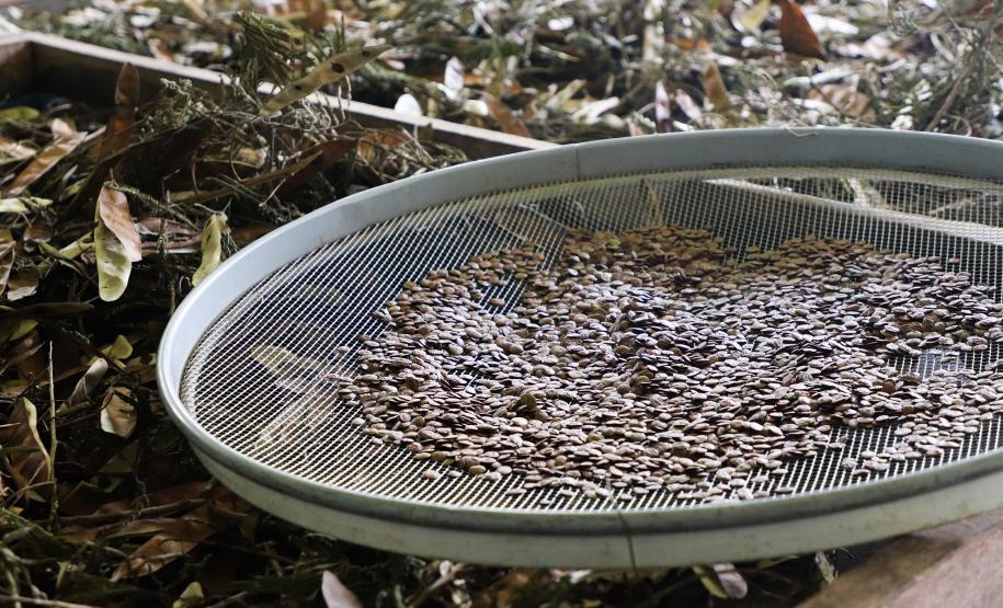 CAMPO E FRUTOS E VIVEIROS