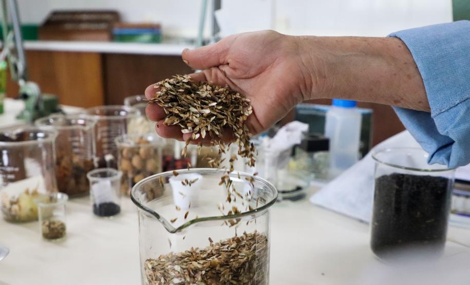 CAMPO E FRUTOS E VIVEIROS